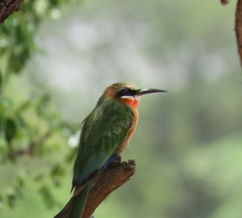 Bale Mountains & Southern Ethiopia Birding Tour