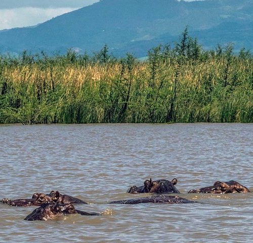 Lake Ziway & Bishoftu Crater Lakes Day Trip