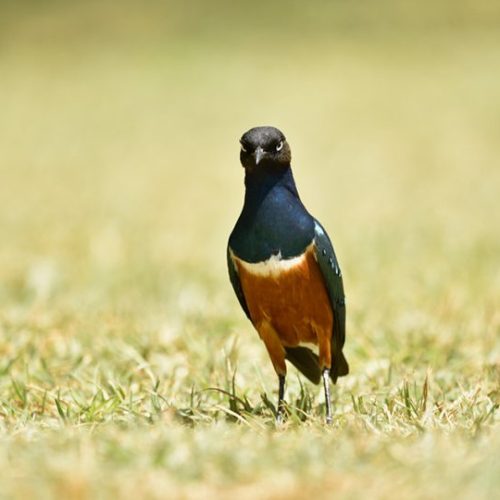 Bale Mountains & Southern Ethiopia Birding Tour