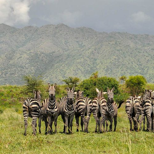 Awash & Nechisar National Parks Wildlife Safari