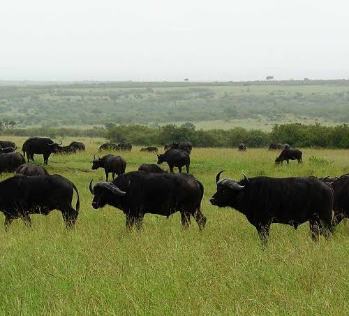 Omo & Mago National Park Wildlife Safari