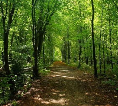 Menagesha Suba Forest & Mount Wenchi Day Trip